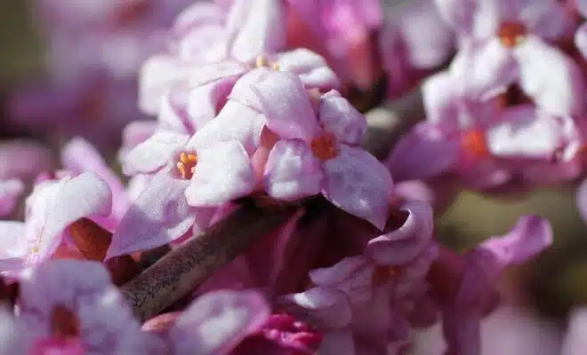 Les 10 meilleures fleurs blanches odorantes et parfumées pour une expérience olfactive enivrante