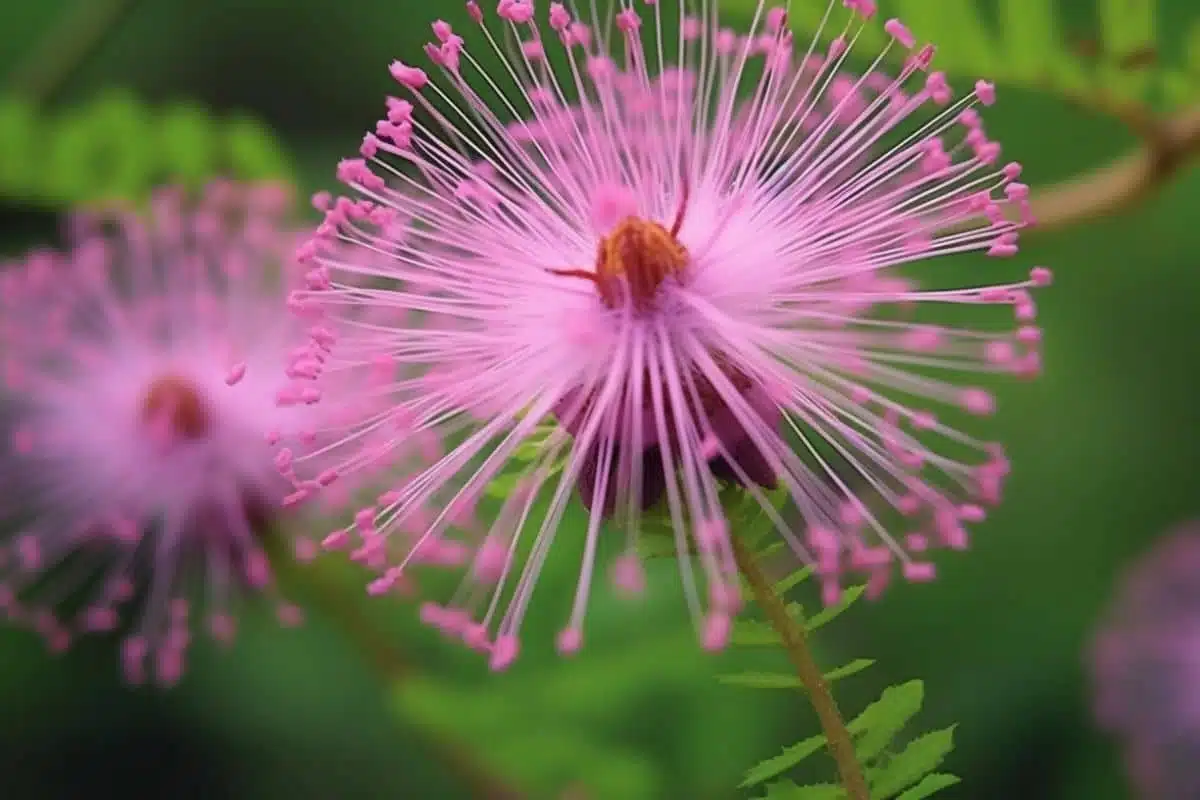 Les plantes anti-mouche pour un jardin florissant