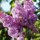 Taille du lilas quand et comment faire