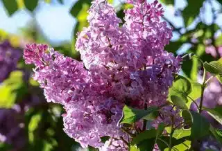 Taille du lilas quand et comment faire