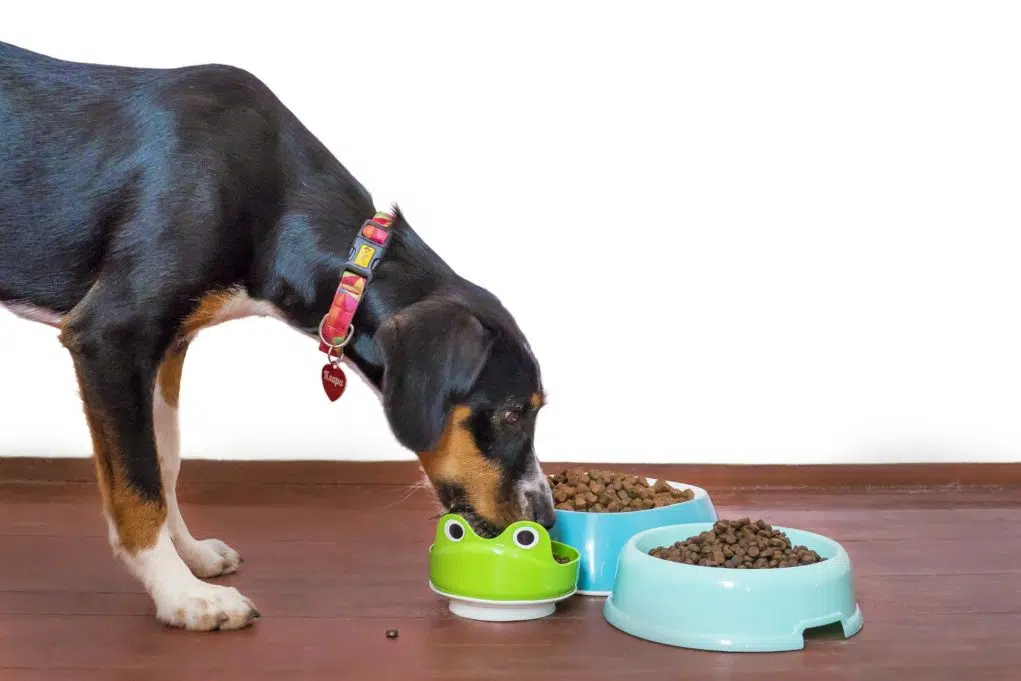 de choix des croquettes de chien