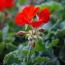 red flower with green leaves