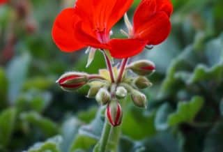 red flower with green leaves