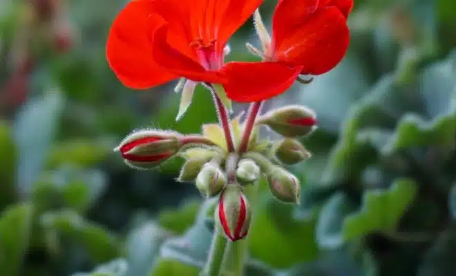 red flower with green leaves