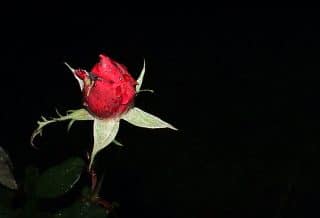 a red rose with green leaves