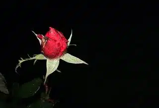 a red rose with green leaves