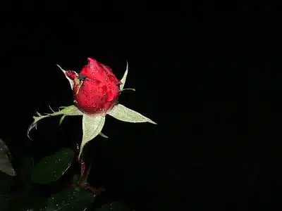 a red rose with green leaves